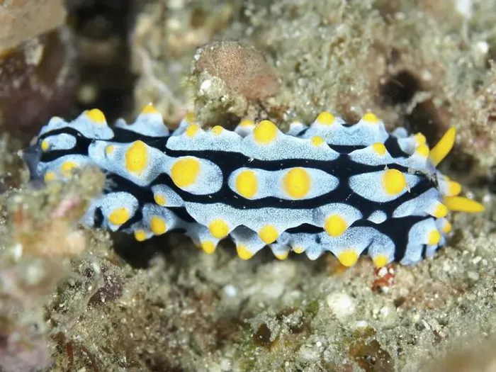 Framed Print : A blue and yellow nudibranch with distinctive patterns Framed Print : A blue and yellow nudibranch with distinctive patterns