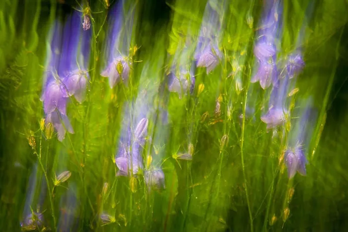 Framed Print : Bluebell abstractions, Campanula rotundifolia, at the island Dillingøy in the lake Vansjø, Østfold, Norway Framed Print : Bluebell abstractions, Campanula rotundifolia, at the island Dillingøy in the lake Vansjø, Østfold, Norway