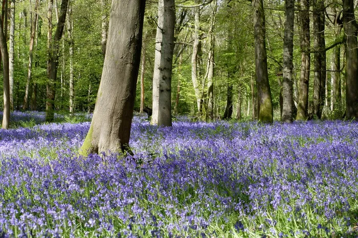 Framed Print : Bluebell woods in Spring at Staffhurst wood Surrey UK Framed Print : Bluebell woods in Spring at Staffhurst wood Surrey UK
