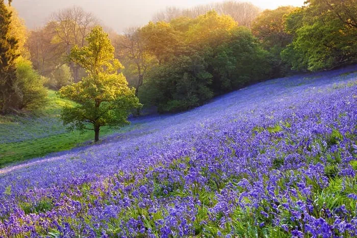 Framed Print : Bluebells (Hyacinthoides non-scripta) growing in a woodland field, Minterne Magna, Dorset, England, UK Framed Print : Bluebells (Hyacinthoides non-scripta) growing in a woodland field, Minterne Magna, Dorset, England, UK