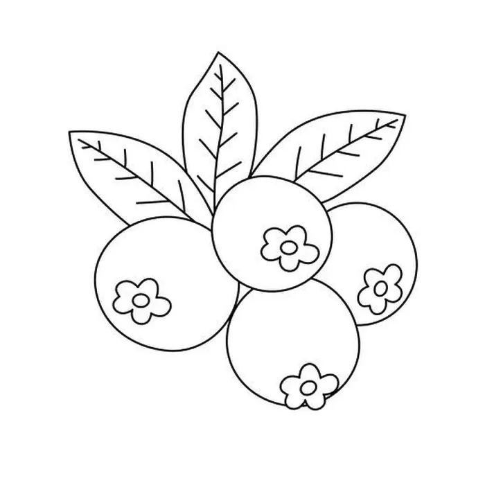 Framed Print : Blueberry Coloring Book. Fruits Coloring Pages For Kids And Adults. Blueberries With Leaves Vector Outline Illustration Framed Print : Blueberry Coloring Book. Fruits Coloring Pages For Kids And Adults. Blueberries With Leaves Vector Outline Illustration