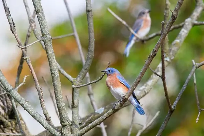 Framed Print : Bluebird sits perched on a branch next to it's nest Framed Print : Bluebird sits perched on a branch next to it's nest
