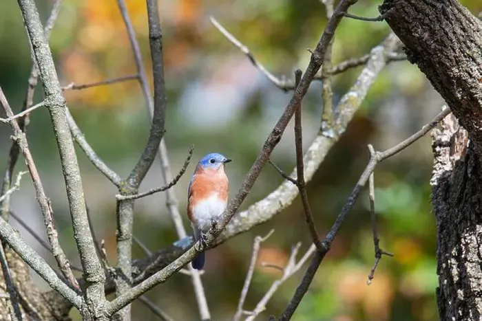 Framed Print : Bluebird sits perched on a branch next to it's nest Framed Print : Bluebird sits perched on a branch next to it's nest