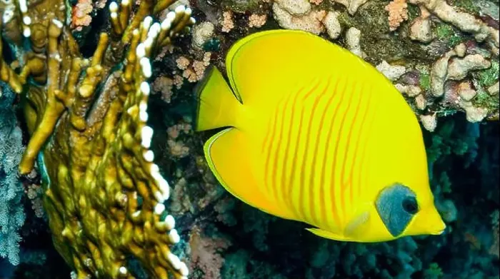Framed Print : Bluecheek Butterflyfish, Chaetodon semilarvatus, Ray-finned Fish, Coral Reef, Red Sea, Egypt, Africa Framed Print : Bluecheek Butterflyfish, Chaetodon semilarvatus, Ray-finned Fish, Coral Reef, Red Sea, Egypt, Africa