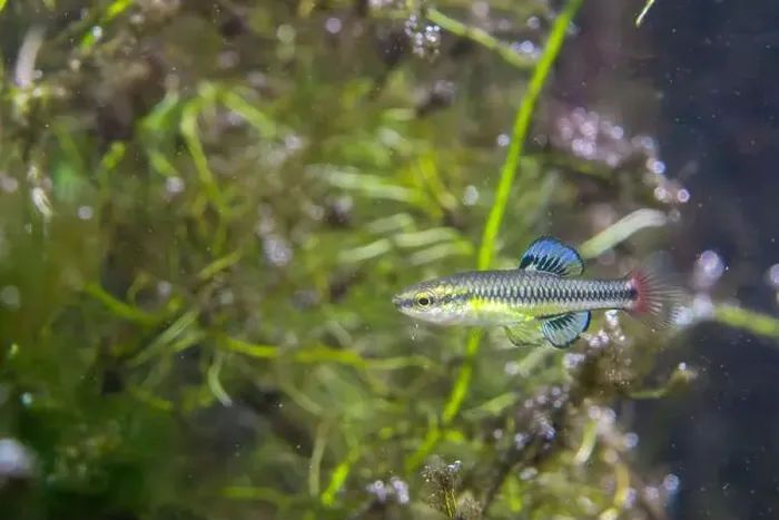 Framed Print : Bluefin killifish displaying colorful fins Framed Print : Bluefin killifish displaying colorful fins
