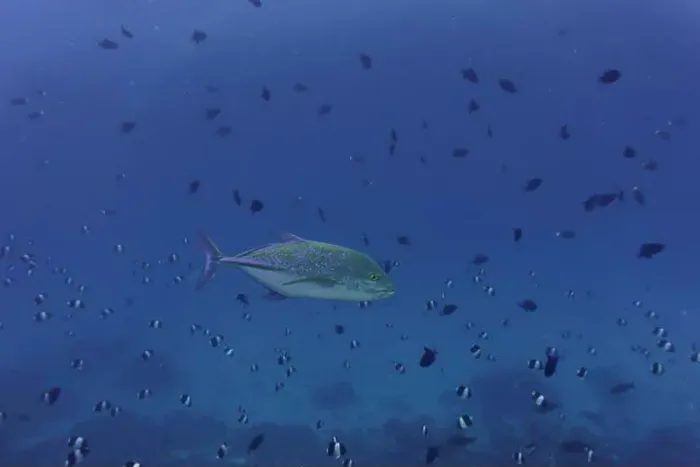 Framed Print : Bluefin Trevally (Caranx melampygus) in the coral reef of Maldives island Framed Print : Bluefin Trevally (Caranx melampygus) in the coral reef of Maldives island