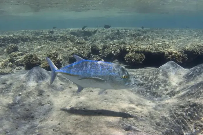 Framed Print : Bluefin trevally swimming in the shallow tropical sea water Framed Print : Bluefin trevally swimming in the shallow tropical sea water