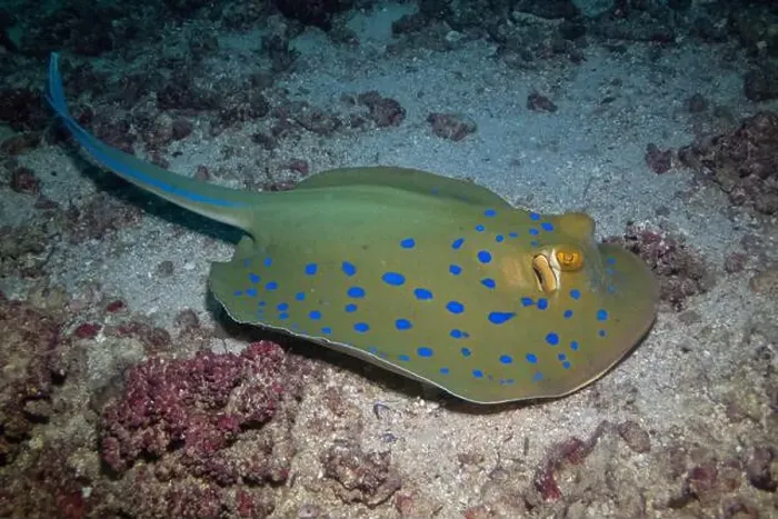 Framed Print : Bluespotted ribbontail ray in Red Sea near Marsa Alam, Egypt Framed Print : Bluespotted ribbontail ray in Red Sea near Marsa Alam, Egypt
