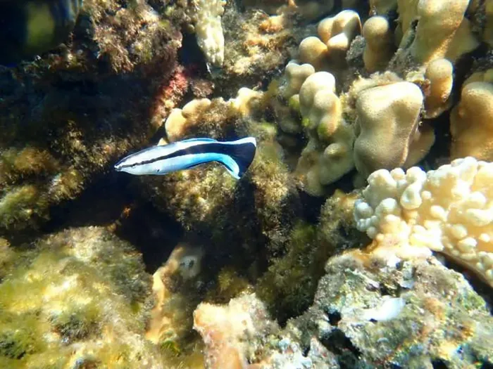 Framed Print : Bluestreak cleaner wrasse (Labroides dimidiatus), underwater photography Framed Print : Bluestreak cleaner wrasse (Labroides dimidiatus), underwater photography