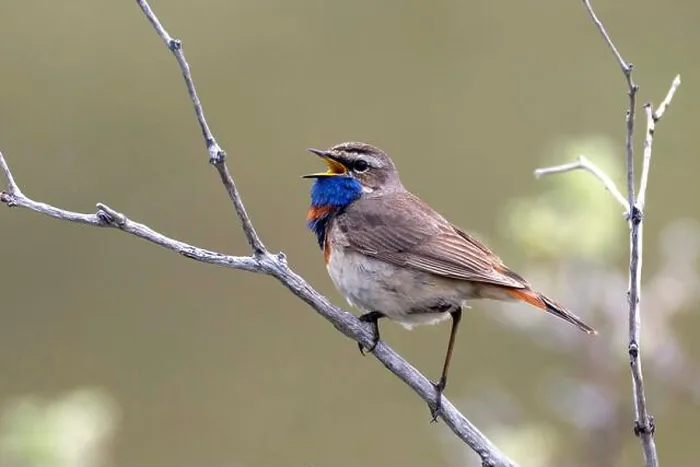 Framed Print : bluethroat (Luscinia svecica svecica), singing male in breeding plumage on a branch, side view, Germany Framed Print : bluethroat (Luscinia svecica svecica), singing male in breeding plumage on a branch, side view, Germany
