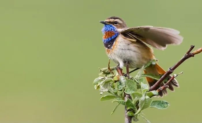 Framed Print : Bluethroat male alighting and singing on his summer territory in the arctic tundra of the Seward Peninsula. Alaska Framed Print : Bluethroat male alighting and singing on his summer territory in the arctic tundra of the Seward Peninsula. Alaska