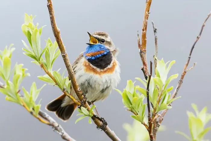 Framed Print : Bluethroat male singing on his summer territory in the arctic tundra of the Seward Peninsula. Alaska Framed Print : Bluethroat male singing on his summer territory in the arctic tundra of the Seward Peninsula. Alaska