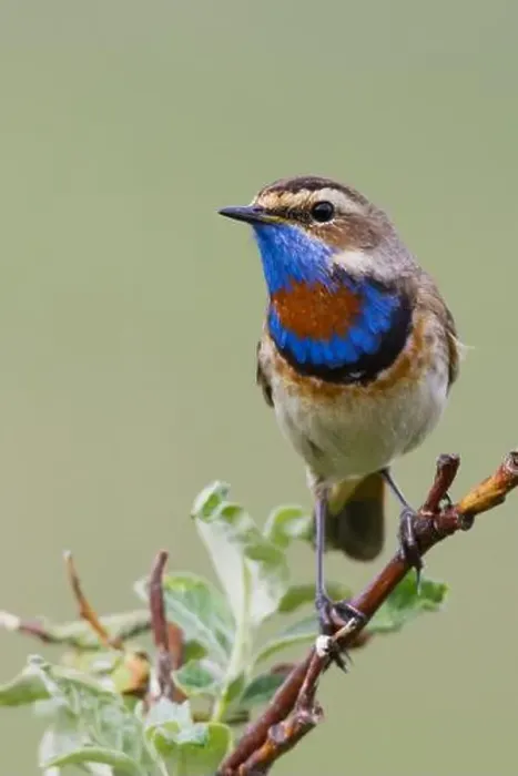 Framed Print : Bluethroat male on his summer territory in the arctic tundra of the Seward Peninsula. Alaska Framed Print : Bluethroat male on his summer territory in the arctic tundra of the Seward Peninsula. Alaska