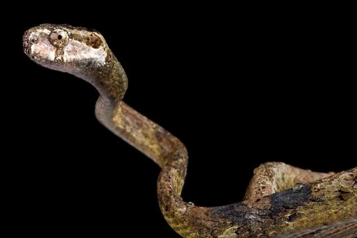 Framed Print : blunt-headed slug-eating snake, Aplopeltura boa Framed Print : blunt-headed slug-eating snake, Aplopeltura boa