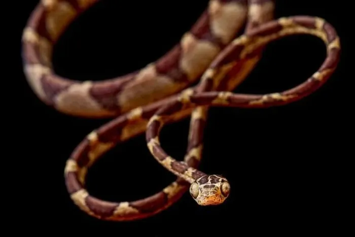Framed Print : Bluntheaded tree snake (Imantodes cenchoa) Framed Print : Bluntheaded tree snake (Imantodes cenchoa)