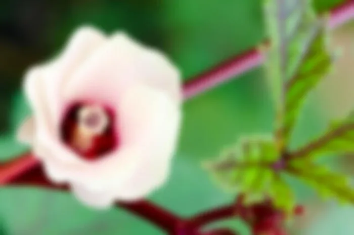Framed Print : Blur background pink flower of Jamaica Sorrel or Hibiscus sabdariffa in Thailand Framed Print : Blur background pink flower of Jamaica Sorrel or Hibiscus sabdariffa in Thailand