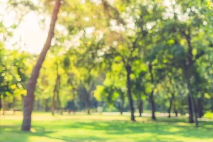 Framed Print : Blur nature green park with sun light abstract background