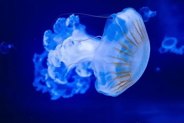 Framed Print : Blurry Colorful Jellyfishes floating on waters. Blue Moon jellyf Framed Print : Blurry Colorful Jellyfishes floating on waters. Blue Moon jellyf