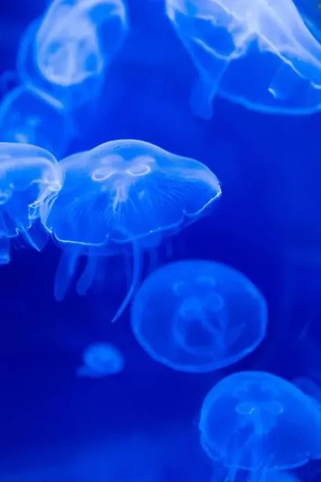 Framed Print : Blurry Colorful Jellyfishes floating on waters. Blue Moon jellyf Framed Print : Blurry Colorful Jellyfishes floating on waters. Blue Moon jellyf