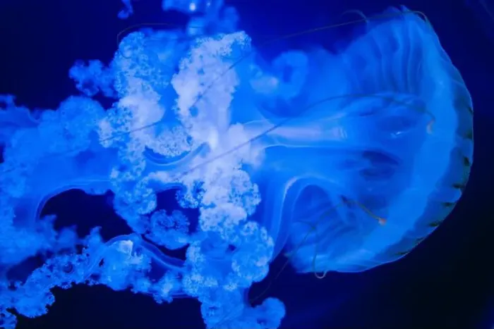 Framed Print : Blurry Colorful Jellyfishes floating on waters. Blue Moon jellyf Framed Print : Blurry Colorful Jellyfishes floating on waters. Blue Moon jellyf