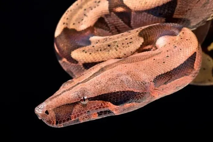 Framed Print : Boa constrictor (Boa constrictor constrictor) Framed Print : Boa constrictor (Boa constrictor constrictor)