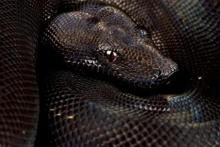 Framed Print : Boa imperator Black, increased melanism gene (Boa imperator) Framed Print : Boa imperator Black, increased melanism gene (Boa imperator)