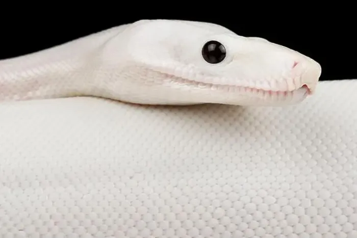 Framed Print : Boa imperator Leucistic (Boa imperator) Framed Print : Boa imperator Leucistic (Boa imperator)