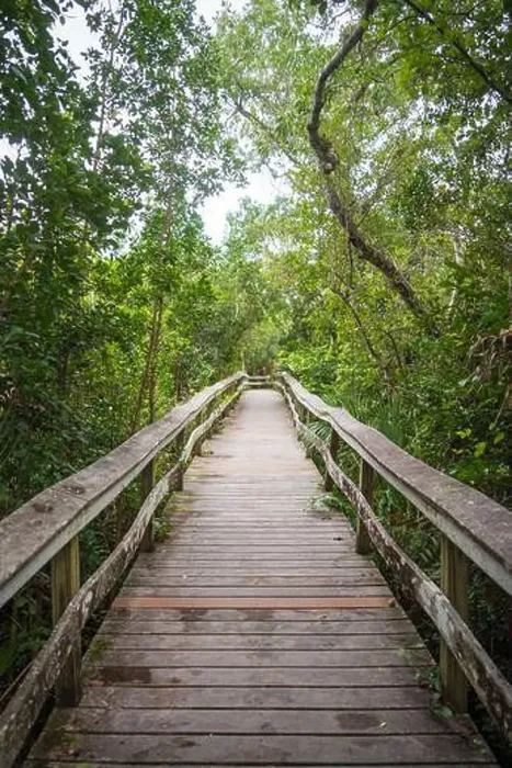 Framed Print : A Boardwalk at Everglades National Park, Florida, United States Framed Print : A Boardwalk at Everglades National Park, Florida, United States