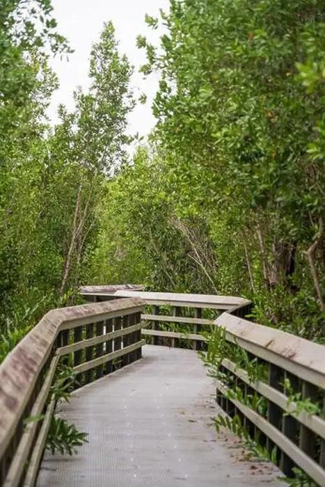 Framed Print : A Boardwalk at Everglades National Park, Florida, United States Framed Print : A Boardwalk at Everglades National Park, Florida, United States