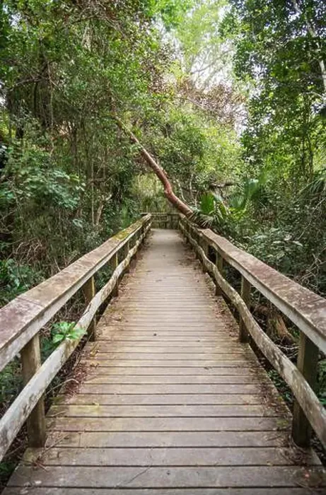 Framed Print : A Boardwalk at Everglades National Park, Florida, United States Framed Print : A Boardwalk at Everglades National Park, Florida, United States
