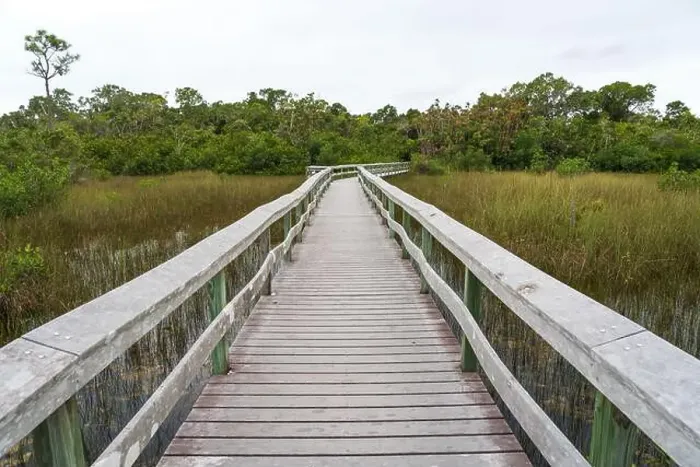 Framed Print : A Boardwalk at Everglades National Park, Florida, United States Framed Print : A Boardwalk at Everglades National Park, Florida, United States