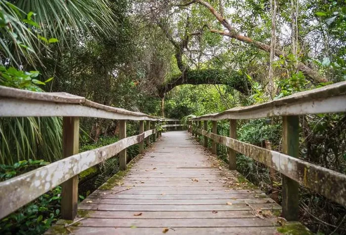 Framed Print : A Boardwalk at Everglades National Park, Florida, United States Framed Print : A Boardwalk at Everglades National Park, Florida, United States
