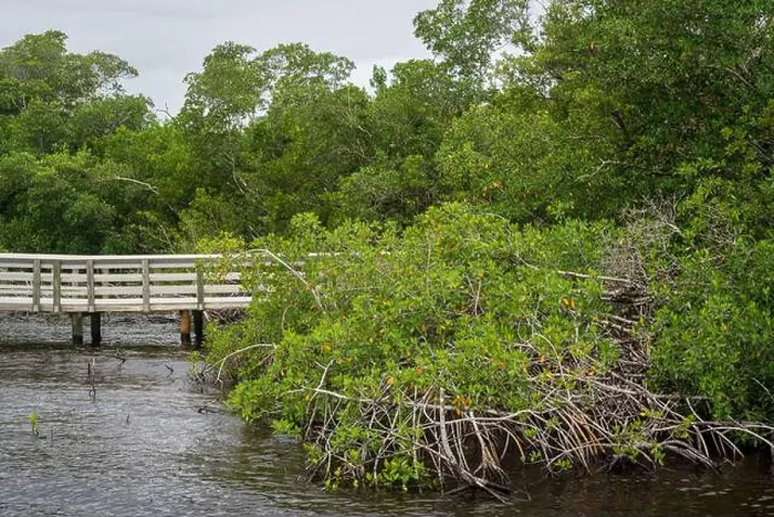 Framed Print : A Boardwalk at Everglades National Park, Florida, United States Framed Print : A Boardwalk at Everglades National Park, Florida, United States