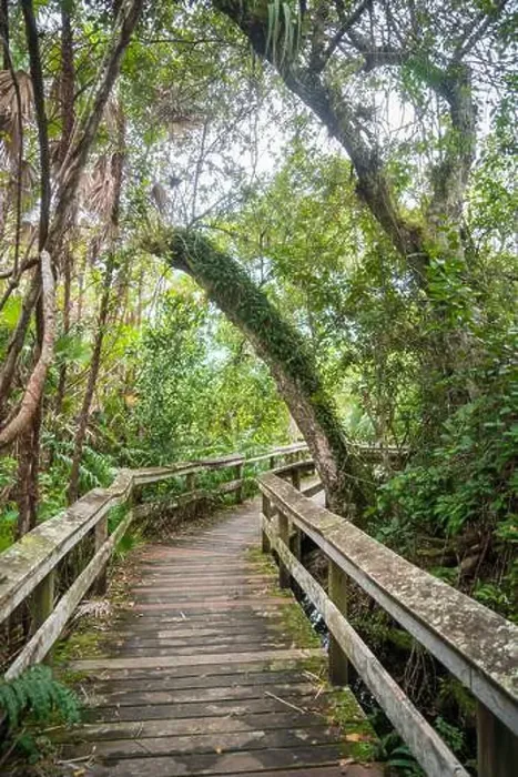 Framed Print : A Boardwalk at Everglades National Park, Florida, United States Framed Print : A Boardwalk at Everglades National Park, Florida, United States