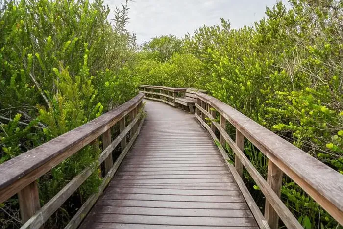 Framed Print : A Boardwalk at Everglades National Park, Florida, United States Framed Print : A Boardwalk at Everglades National Park, Florida, United States