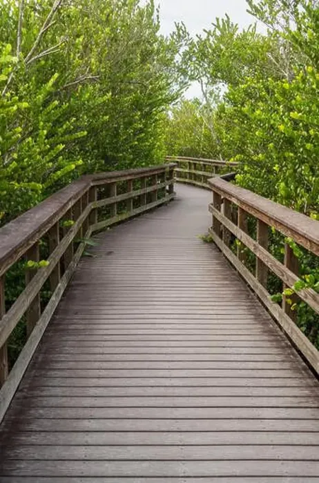 Framed Print : A Boardwalk at Everglades National Park, Florida, United States