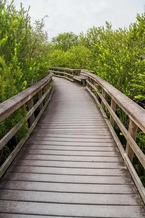 Framed Print : A Boardwalk at Everglades National Park, Florida, United States Framed Print : A Boardwalk at Everglades National Park, Florida, United States