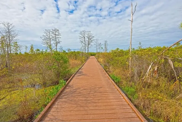 Framed Print : Boardwalk Through a Swamp on a Sunny Day in the Okefenokee National Wildlife Refuge in Georgia Framed Print : Boardwalk Through a Swamp on a Sunny Day in the Okefenokee National Wildlife Refuge in Georgia