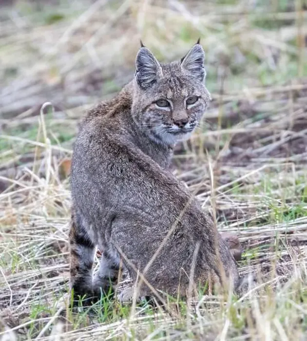 Framed Print : Bobcat Looking Back Suspiciously. Mt. Diablo State Park, Contra Costa County, California, USA Framed Print : Bobcat Looking Back Suspiciously. Mt. Diablo State Park, Contra Costa County, California, USA