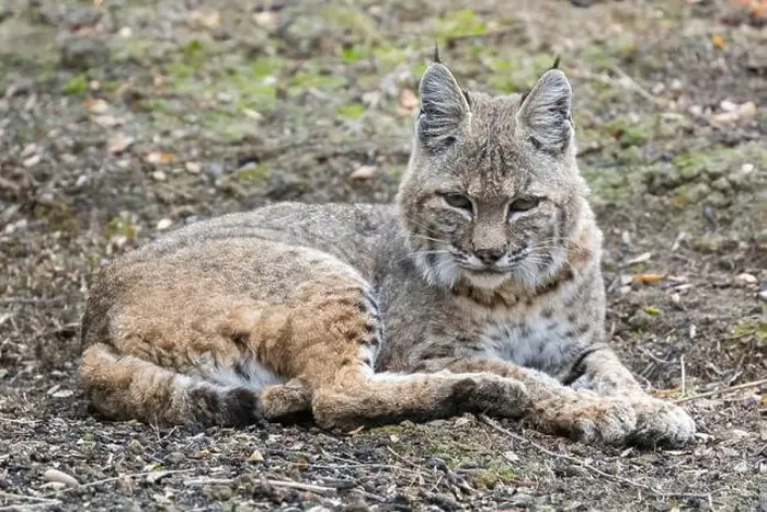 Framed Print : Bobcat Taking a Break from Hunting Rodents. Mt. Diablo State Park, Contra Costa County, California, USA Framed Print : Bobcat Taking a Break from Hunting Rodents. Mt. Diablo State Park, Contra Costa County, California, USA