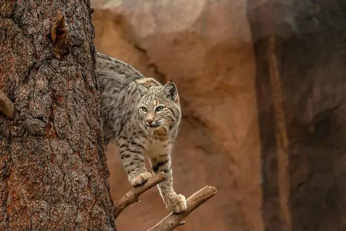 Framed Print : A Bobcat in a tree Framed Print : A Bobcat in a tree