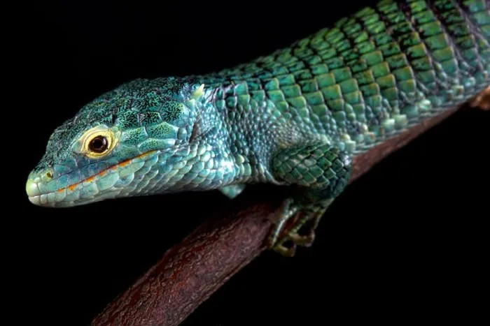Framed Print : Bocourt's arboreal alligator lizard (Abronia vasconcelosii)