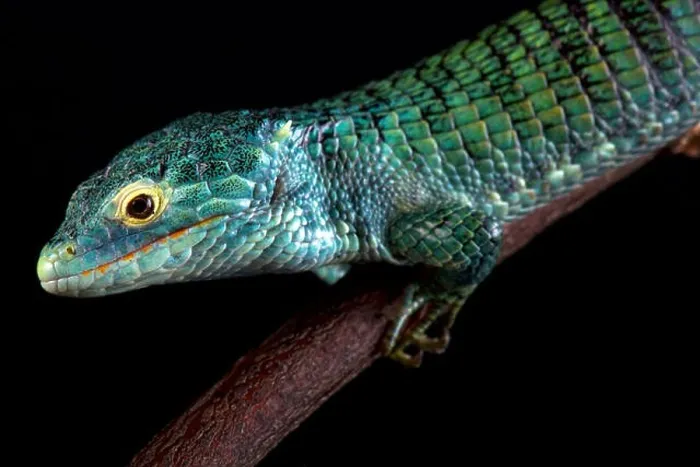 Framed Print : Bocourt's arboreal alligator lizard (Abronia vasconcelosii) Framed Print : Bocourt's arboreal alligator lizard (Abronia vasconcelosii)