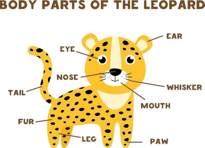 Framed Print : Body parts of the cute leopard. Animals anatomy in English for kids. Learning words Framed Print : Body parts of the cute leopard. Animals anatomy in English for kids. Learning words