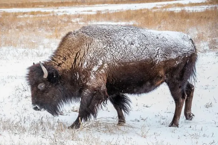 Framed Print : The full body of a snow covered bison standing in a snowy grass field Framed Print : The full body of a snow covered bison standing in a snowy grass field