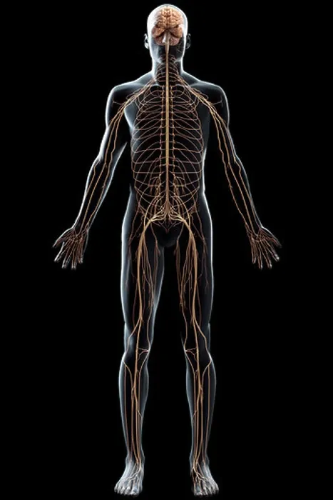 Framed Print : Full body view of the male nervous system and brain Framed Print : Full body view of the male nervous system and brain