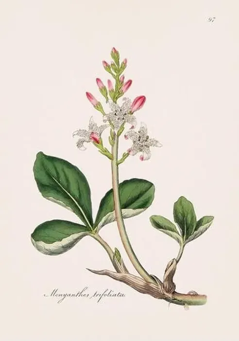 Framed Print : Bogbean. Botanical Illustration: Antique Medical Botanical Artwork from a 19th-century Botany Book Plate Framed Print : Bogbean. Botanical Illustration: Antique Medical Botanical Artwork from a 19th-century Botany Book Plate