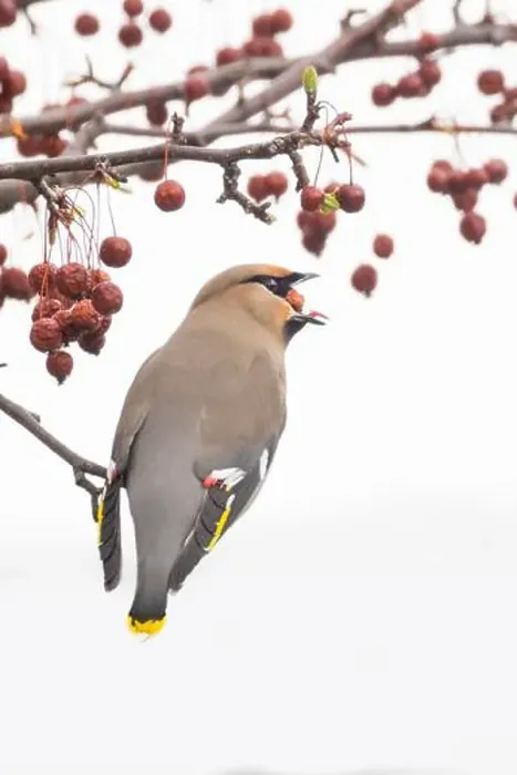 Framed Print : Bohemian waxwing (Bombycilla garrulus) Framed Print : Bohemian waxwing (Bombycilla garrulus)