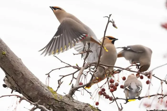 Framed Print : Bohemian waxwing (Bombycilla garrulus) Framed Print : Bohemian waxwing (Bombycilla garrulus)