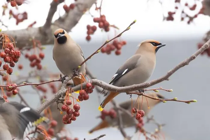 Framed Print : Bohemian waxwing (Bombycilla garrulus) Framed Print : Bohemian waxwing (Bombycilla garrulus)